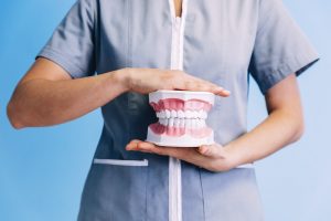 Dental model of jaw.